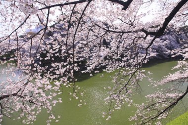 İlkbaharda kiraz çiçeği