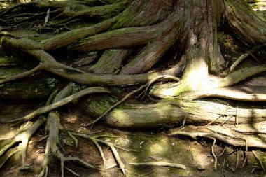 Boğucu incir ağacının eski büyük kökleri