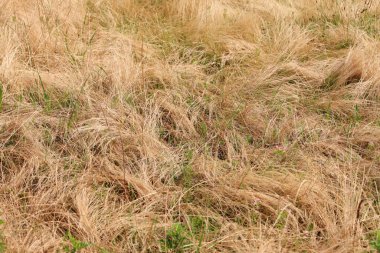 Kuru çimen dokusu arkaplanı