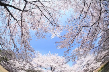 İlkbaharda kiraz çiçekleri, sakura ağaçları                