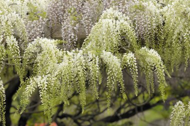 Yeşil yapraklı dalların arasında sallanan salkımlı salkımlar.