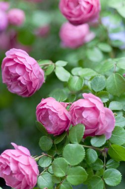 Güzel çiçeklere yakın, parlak güllere