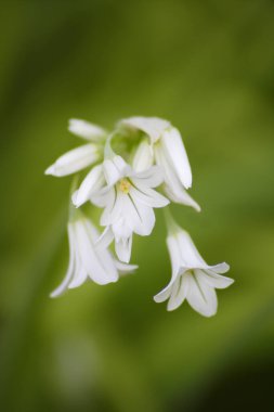 Bahçede beyaz çiçekler