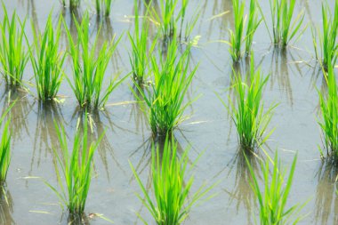 Pirinç alan fabrikasında pirinç