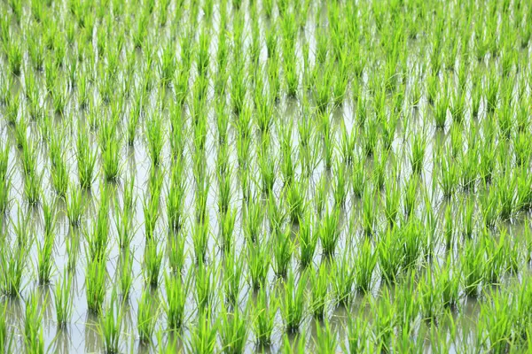 Tayland 'daki pirinç tarlaları