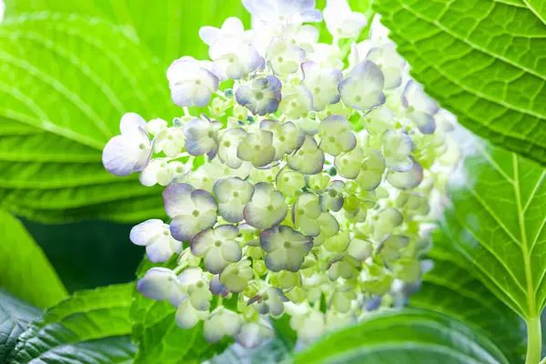 white flowers of hydrangea