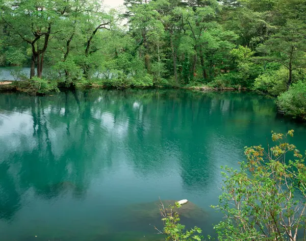 Japonya 'daki güzel orman nehrinin manzarası