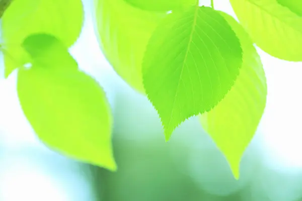 Grüne Blätter Hintergrund Natürlicher Hintergrund Grüne Blätter Frühling — Stockfoto
