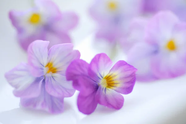 Gros Plan Belles Fleurs Violettes — Photo
