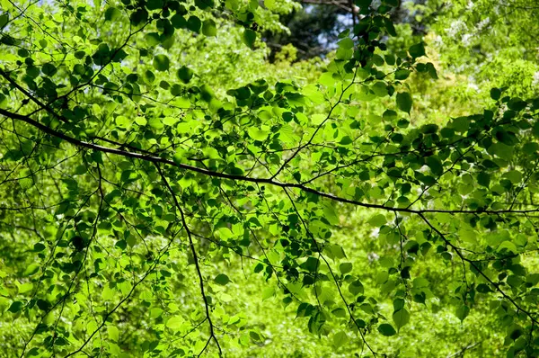 birch tree branches with green leaves in spring forest