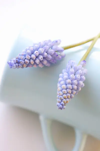 Nahaufnahme Von Schönen Muscari Blüten — Stockfoto