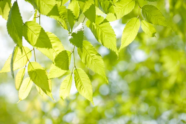 Крупним Планом Гілка Молодого Дерева Зеленим Листям Сонячному Світлі — стокове фото