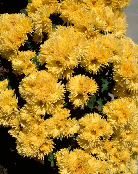Όμορφα Κίτρινα Λουλούδια Κοντινή Θέα — Φωτογραφία Αρχείου