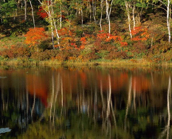 Hermoso Paisaje Otoñal Con Árboles Bosque Lago —  Fotos de Stock