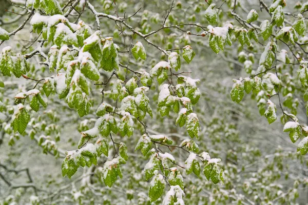 Ramas Verdes Árbol Cubiertas Nieve —  Fotos de Stock