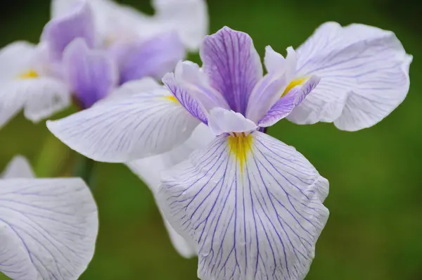 Iris Blomma Närbild — Stockfoto