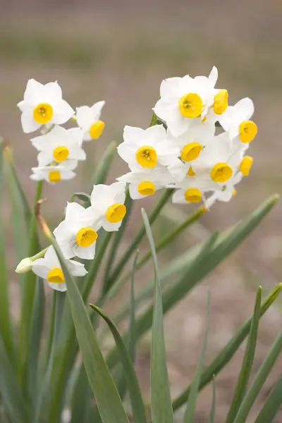 Witte Narcissen Bloemen Een Wazige Achtergrond — Stockfoto