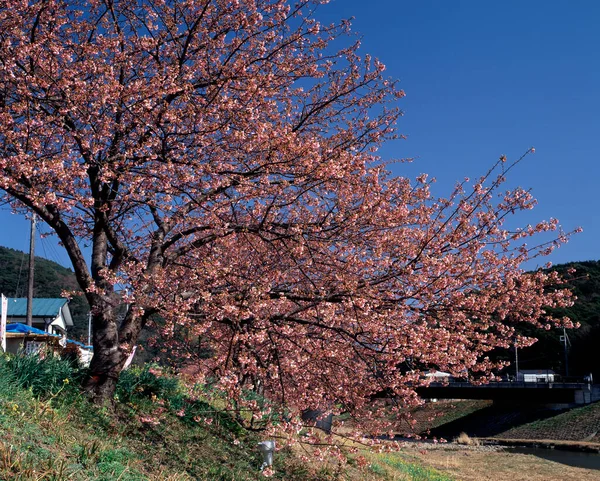 cherry blossoms in korea, tokyo