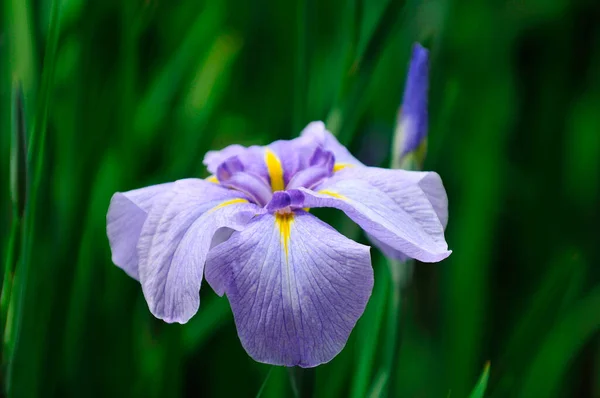 Iris Blomma Trädgården — Stockfoto