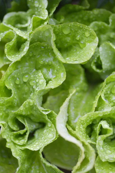 Frische Grüne Salatblätter — Stockfoto