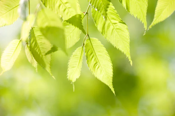 Closeup Galho Árvore Jovem Com Folhas Verdes Luz Solar — Fotografia de Stock