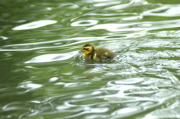 Small Duck Swimming Lake — Stock Photo, Image