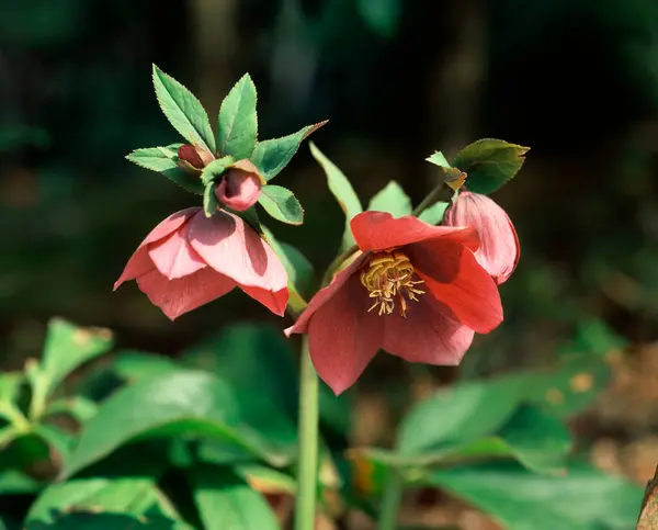 stock image close up of color flowers growing outdoor