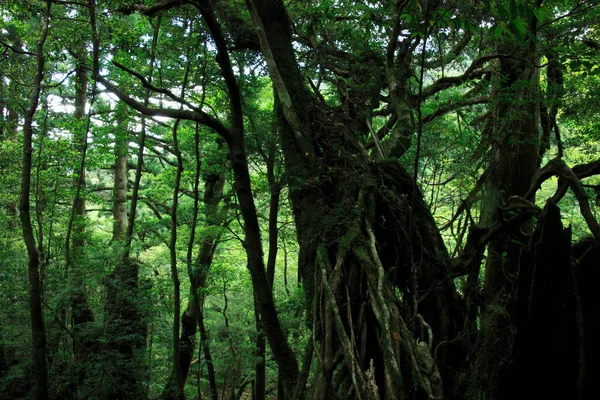 Тропические Деревья Джунглях — стоковое фото