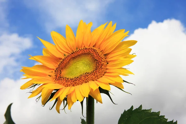 Schöne Sonnenblume Blauen Himmel — Stockfoto
