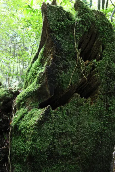 Musgo Tronco Árvore Velha — Fotografia de Stock