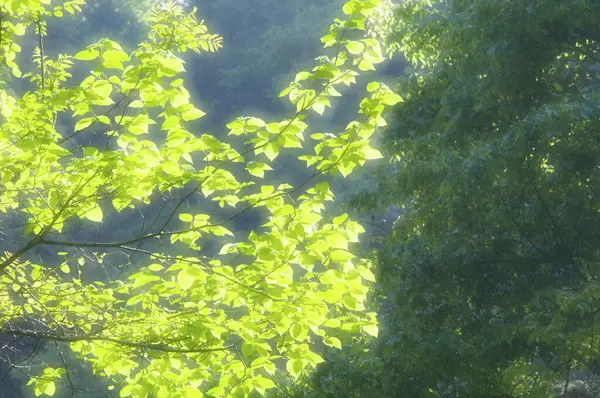 太陽の下での緑の葉の閉鎖 — ストック写真