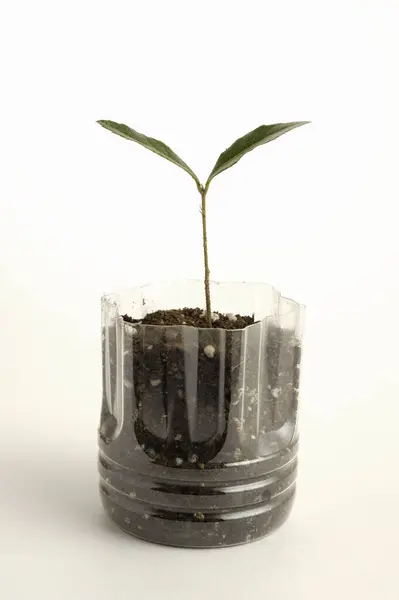 Tiro Vertical Uma Pequena Planta Crescendo Garrafa Plástico Fundo Branco — Fotografia de Stock