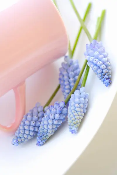 Nahaufnahme Von Schönen Muscari Blüten — Stockfoto