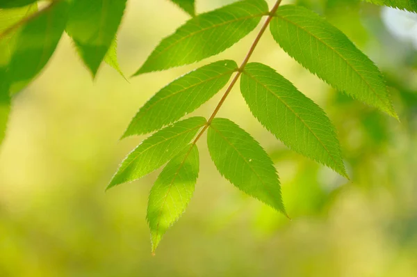 Зелене Листя Дерева Фоні Природи — стокове фото