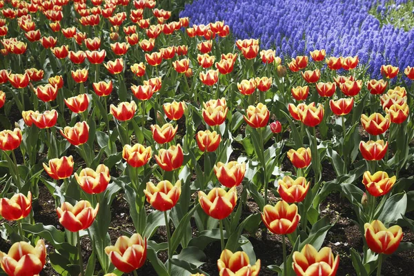 Schöner Frühlingsgarten Mit Hellen Blumen — Stockfoto