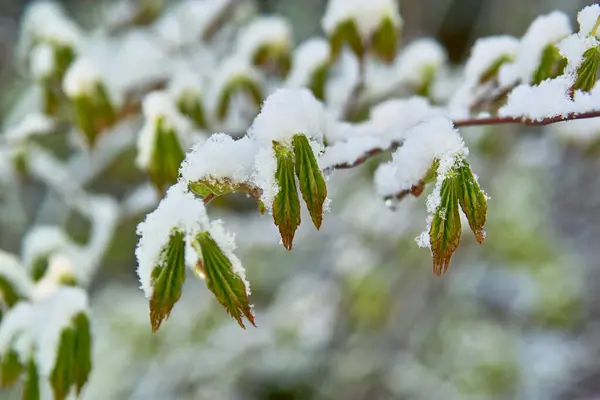 Groene Tak Van Boom Bedekt Met Sneeuw — Stockfoto