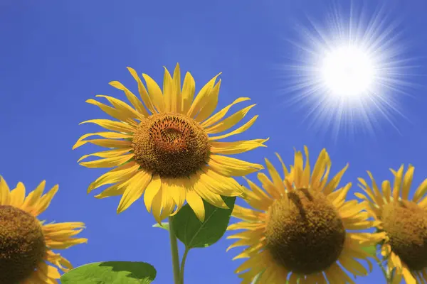 Vackra Solrosor Med Solen Skiner Ljust Blå Himmel — Stockfoto