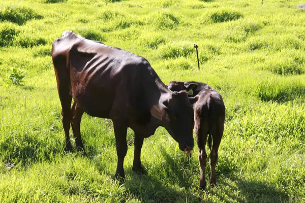 Vaches Pâturant Dans Champ Vert — Photo