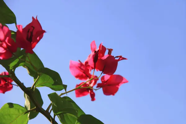 Bougainvillea Red Flowers Garden Blue Sky — Stock Photo, Image