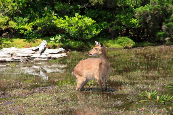 在森林附近的河边 可爱的鹿鸽 — 图库照片