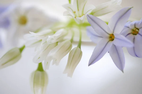 Weiße Lilie Garten Auf Weißem Hintergrund lizenzfreie Stockfotos