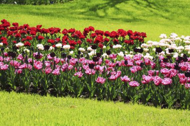 Lale çiçekleriyle güzel bir bahar bahçesi 