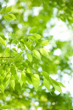 beautiful green leaves on blurred background 