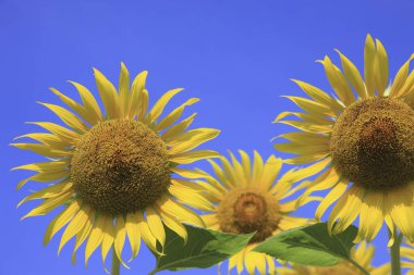 Güneşin mavi gökyüzünde parladığı güzel ayçiçekleri         