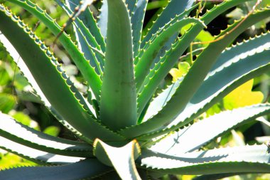 Bahçedeki aloe vera bitkisi