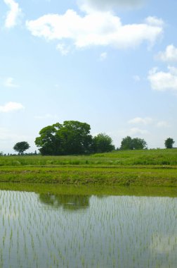 Japonya 'nın kırsal kesimindeki çeltik tarlası manzarası