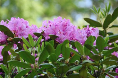 Bahçedeki güzel çiçekler