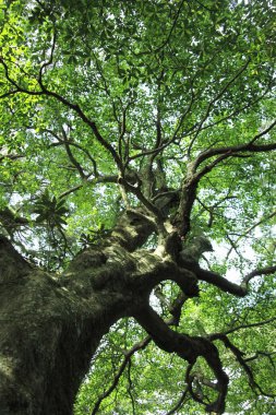 Ormandaki büyük ağacın alçak açılı görüntüsü