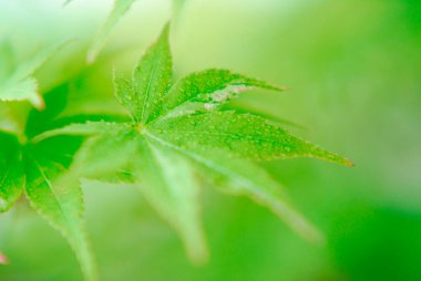 yeşil yapraklar arka plan, doğa ve çevre kavramı        