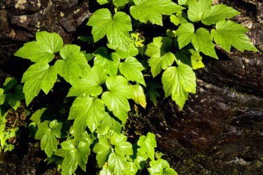 Yeşil yapraklı bir ağacın yanına.